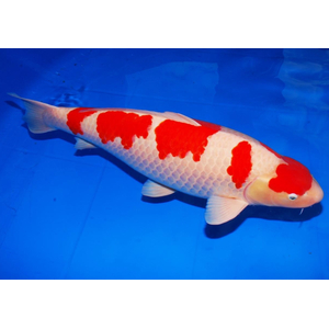 КАРП КОИ КРАСНО-БЕЛЫЙ