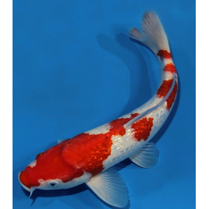 КАРП КОИ КРАСНО-БЕЛЫЙ