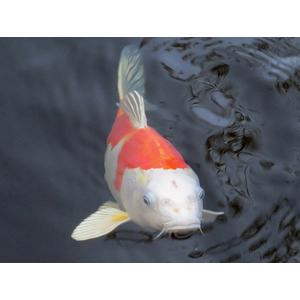 КАРП КОИ КРАСНО-БЕЛЫЙ