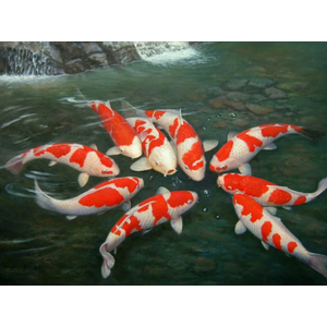 КАРП КОИ КРАСНО-БЕЛЫЙ