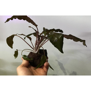 КРИПТОКОРИНА НА ЛАВЕ