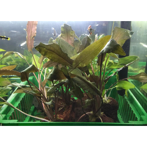 КРИПТОКОРИНА НА ЛАВЕ