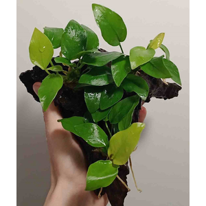 АНУБИАС на коряге 15-20см НАНА ЗОЛОТОЙ