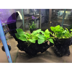 АНУБИАС на коряге 15-20см НАНА ЗОЛОТОЙ