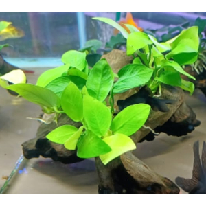 АНУБИАС на коряге 15-20см НАНА ЗОЛОТОЙ