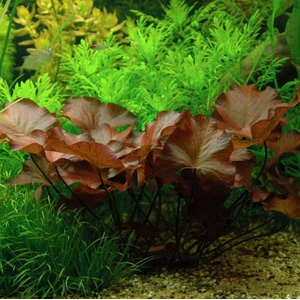 Нимфея Рубра