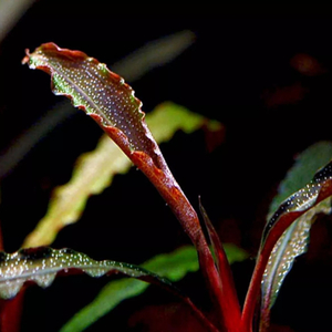 БУЦЕФАЛАНДРА Кедаганг Дарк