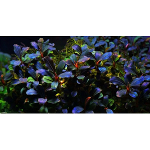 БУЦЕФАЛАНДРА Кедаганг Дарк