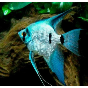 СКАЛЯРИЯ ГОЛУБАЯ ЖЕМЧУГ