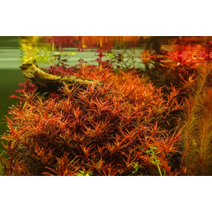 РОТАЛА ХРА - Rotala HRa