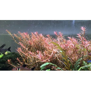 РОТАЛА ХРА - Rotala HRa