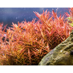 РОТАЛА ХРА - Rotala HRa