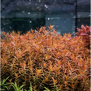 РОТАЛА ХРА - Rotala HRa