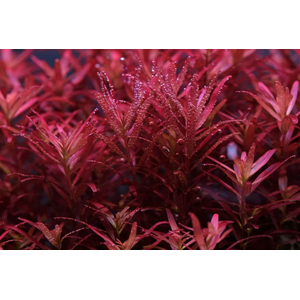 РОТАЛА ХРА - Rotala HRa