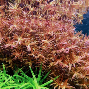 РОТАЛА ХРА - Rotala HRa