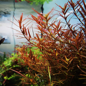 РОТАЛА ХРА - Rotala HRa