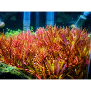 РОТАЛА ХРА - Rotala HRa