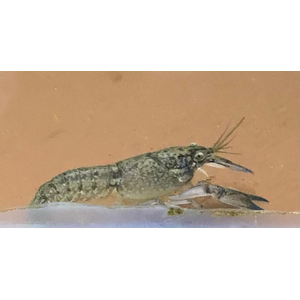 РАК СИНИЙ ЯББИ