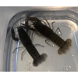 РАК СИНИЙ ЯББИ