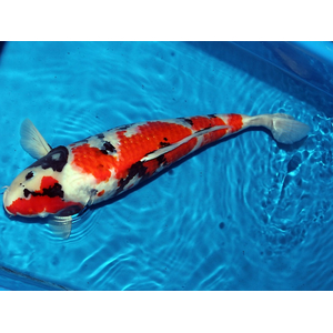 КАРП КОИ ТРИКОЛОР