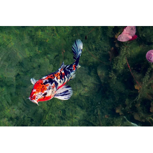 КАРП КОИ ТРИКОЛОР