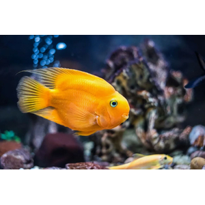 ПОПУГАЙ ЖЕЛТЫЙ - Cyrtocara moorii