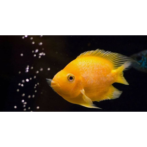 ПОПУГАЙ ЖЕЛТЫЙ - Cyrtocara moorii