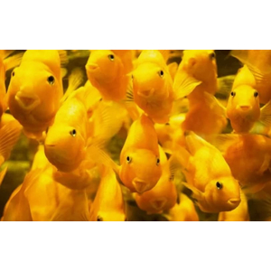 ПОПУГАЙ ЖЕЛТЫЙ - Cyrtocara moorii