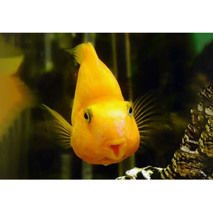 ПОПУГАЙ ЖЕЛТЫЙ - Cyrtocara moorii