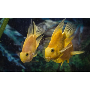 ПОПУГАЙ ЖЕЛТЫЙ - Cyrtocara moorii