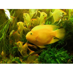 ПОПУГАЙ ЖЕЛТЫЙ - Cyrtocara moorii