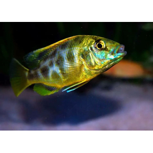 ЛЕОПАРД ЗОЛОТОЙ 4-5см - Haplochromis venustus