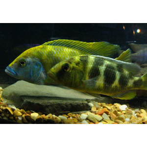 ЛЕОПАРД ЗОЛОТОЙ 4-5см - Haplochromis venustus
