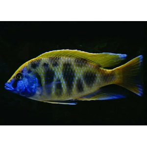 ЛЕОПАРД ЗОЛОТОЙ 4-5см - Haplochromis venustus