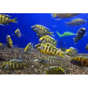 ЛЕОПАРД ЗОЛОТОЙ 4-5см - Haplochromis venustus