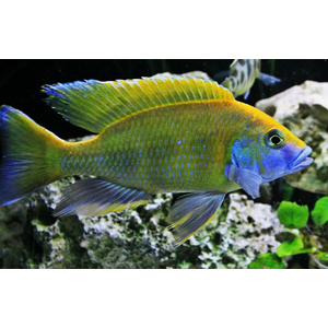 ЛЕОПАРД ЗОЛОТОЙ 4-5см - Haplochromis venustus
