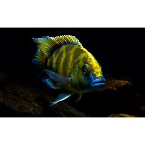 ЛЕОПАРД ЗОЛОТОЙ 4-5см - Haplochromis venustus