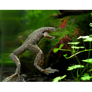 Hymenochirus boettgeri — вид земноводных семейства пиповых, также известен как карликовый когтеносец или когтеносец Бёттгера. Видовое название дано в честь немецкого зоолога Оскара Бёттгера (1844–1910).