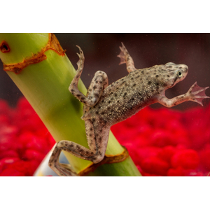 Hymenochirus boettgeri — вид земноводных семейства пиповых, также известен как карликовый когтеносец или когтеносец Бёттгера. Видовое название дано в честь немецкого зоолога Оскара Бёттгера (1844–1910).