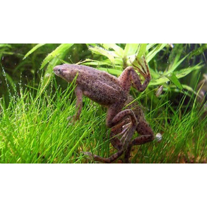 Hymenochirus boettgeri — вид земноводных семейства пиповых, также известен как карликовый когтеносец или когтеносец Бёттгера. Видовое название дано в честь немецкого зоолога Оскара Бёттгера (1844–1910).