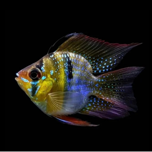 РАМИРЕЗИ БАЛЛОН — селекционная форма карликовой цихлиды апистограммы Рамирези (Mikrogeophagus ramirezi).