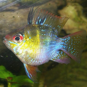 РАМИРЕЗИ БАЛЛОН — селекционная форма карликовой цихлиды апистограммы Рамирези (Mikrogeophagus ramirezi).