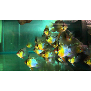 РАМИРЕЗИ БАЛЛОН — селекционная форма карликовой цихлиды апистограммы Рамирези (Mikrogeophagus ramirezi).