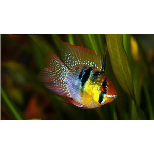 РАМИРЕЗИ БАЛЛОН — селекционная форма карликовой цихлиды апистограммы Рамирези (Mikrogeophagus ramirezi).