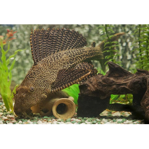 ПТЕРИГОПЛИХТ ПАРЧОВЫЙ