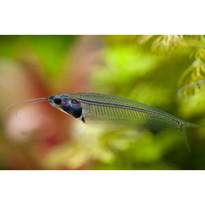 Сом СТЕКЛЯННЫЙ - Kryptopterus bicirrhis