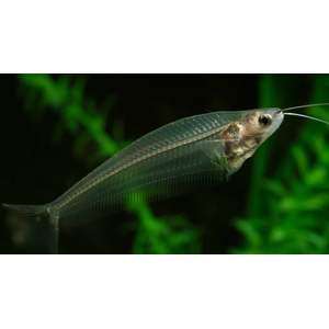 Сом СТЕКЛЯННЫЙ - Kryptopterus bicirrhis