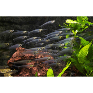 Сом СТЕКЛЯННЫЙ - Kryptopterus bicirrhis