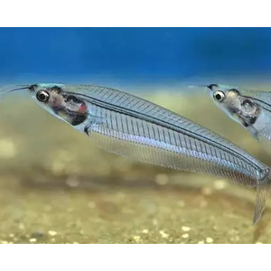 Сом СТЕКЛЯННЫЙ - Kryptopterus bicirrhis