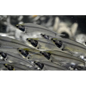 Сом СТЕКЛЯННЫЙ - Kryptopterus bicirrhis